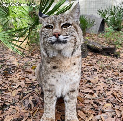 big cat rescue bobcat kittens.
